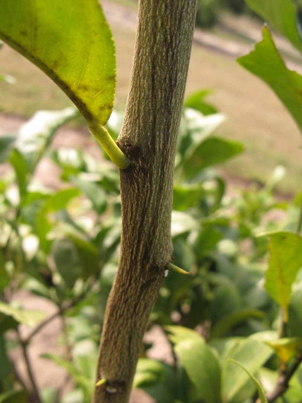              Second - third year twig (Winter Haven, FL)       